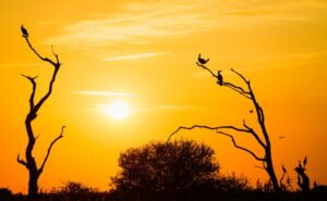 Local government needs defined duties, devolved powers, lasting finance to restore nature