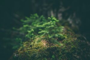 It’s time to see nature as an ‘investment frontier’ not a ‘victim’