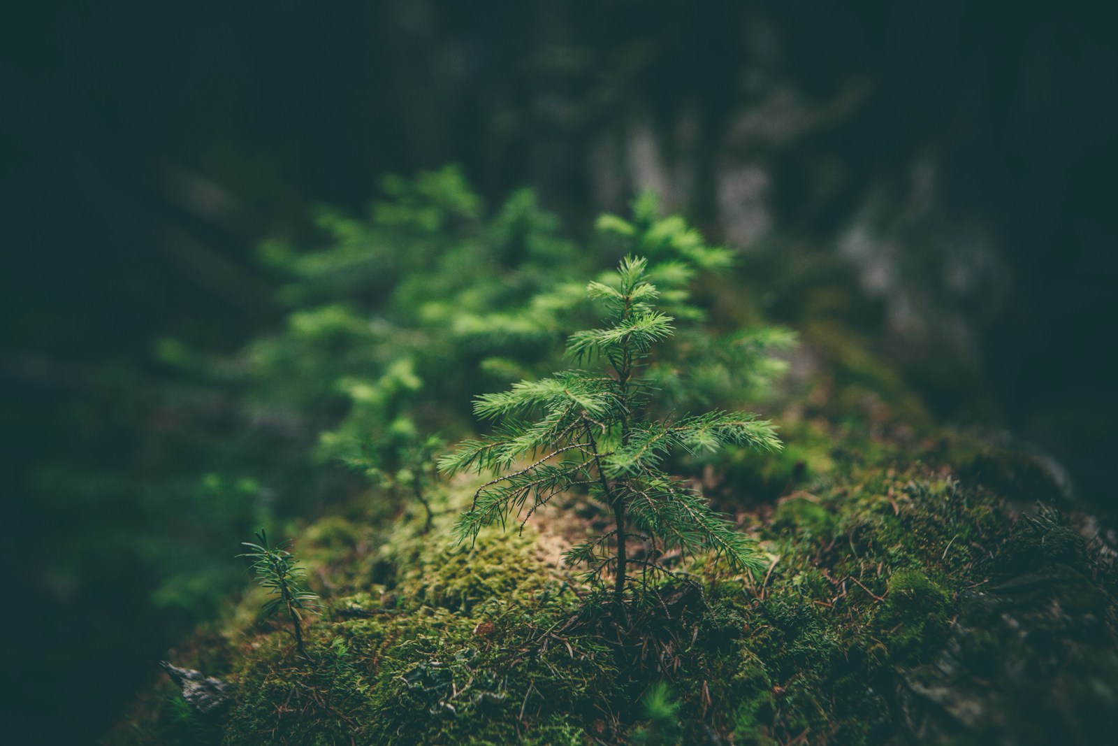 It’s time to see nature as an ‘investment frontier’ not a ‘victim’